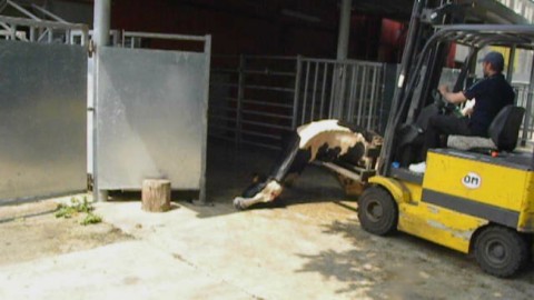ITALCARNI: prove schiaccianti per veterinari ASL. Rinvio al 21 ottobre