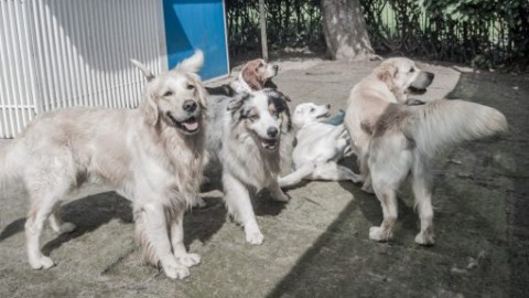 Anche Fido in vacanza: le pensioni per cani nel lecchese – LeccoNotizie.com