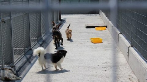 Cani abbandonati: meno casi, 30 “lecchesi” ospiti al canile di Erba – LeccoNotizie.com