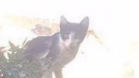 Muore il padrone, la reazione del gatto. La scena commovente al … – LiberoQuotidiano.it