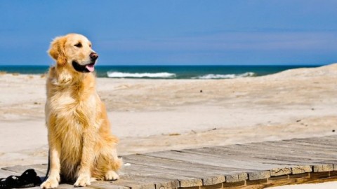 Sardegna: multe fino a 1000 euro per i cani in spiaggia – Meteo Web
