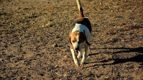 Lav, dossier sul randagismo: 8mila cani in canile, adozioni in calo – SardiniaPost