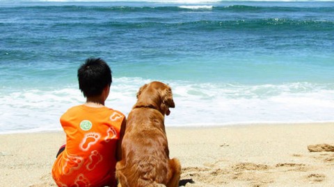 In vacanza con il cane? Due cosine lui ve le direbbe… – Varese News