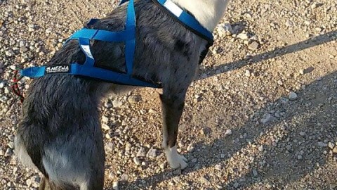 Campionati italiani Cani-cross: grande risultato per la coppia … – Triesteprima.it