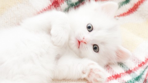 Accarezzare, coccolare e baciare i gatti è rischioso (soprattutto i … – L'Huffington Post