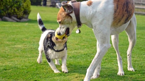 Animali sempre «permessi» – Il Sole 24 Ore