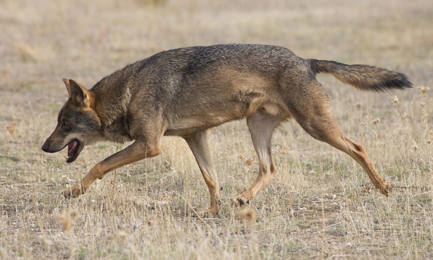 canis_lupus_signatus_-_01
