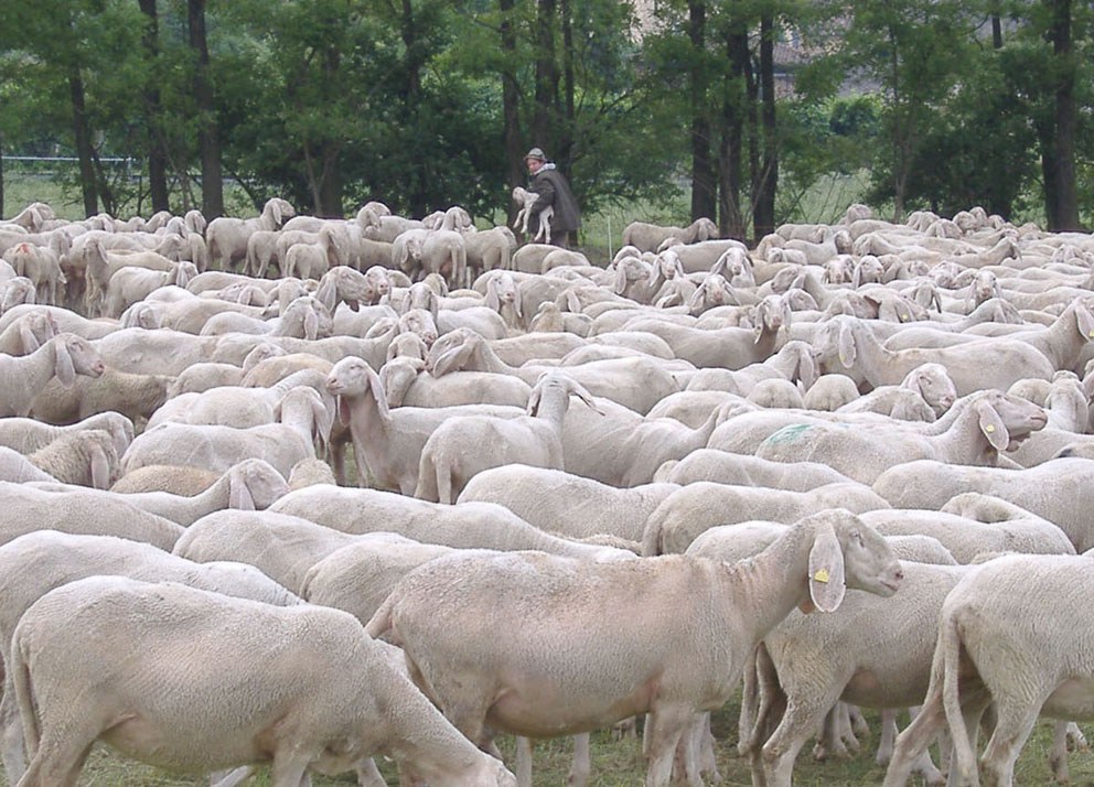 pecore-sheeps-cordeiros-01