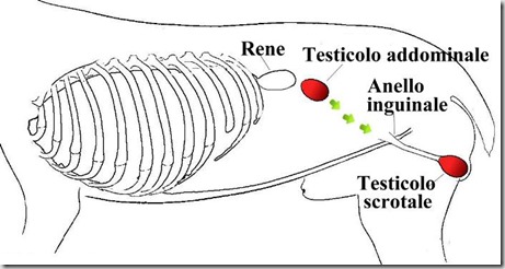 Ectopia testicolare nel cane
