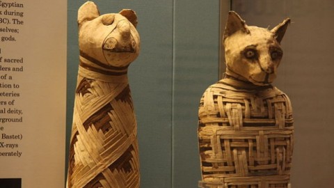 Come il gatto divenne domestico storia di una grande amicizia – Scienze Fanpage