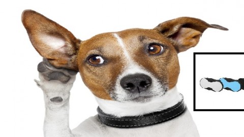 Ottima notizia per chi ama i cani, arriva 'T-Pets', il collare con … – InterNapoli.it