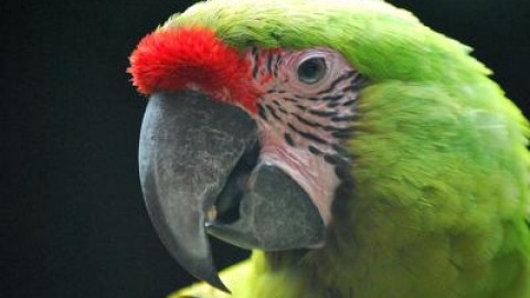Animali: al Parco Natura Viva si fa la conta d'autunno dei nuovi nati – Adnkronos