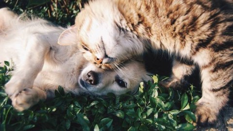 Cresce il numero di imprese dedicate agli animali: in Lombardia un … – CiaoComo.it