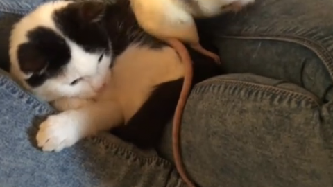 Il video del gatto e del topo che sono migliori amici! – focusjunior.it