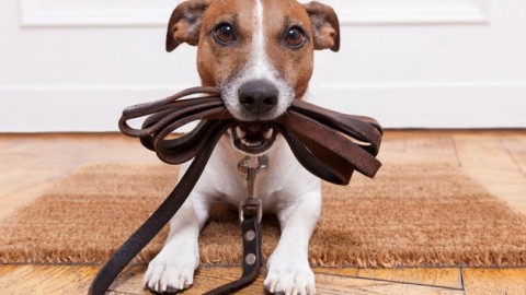 Animali domestici nei condomini: quando sono ammessi? – ForexInfo.it