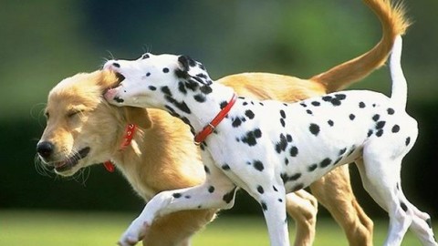 Il tuo cane scodinzola a destra o a sinistra? Scopri la differenza – Il Mattino