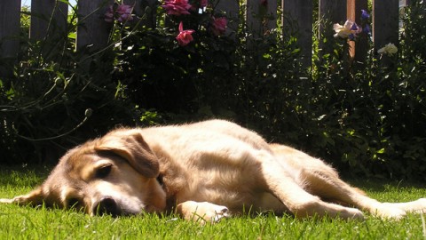 Lasciare il cane solo in giardino è reato: si rischiano multe fino a … – Il Messaggero