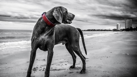 Cosa rischio se abbandono il cane? – La Legge per Tutti