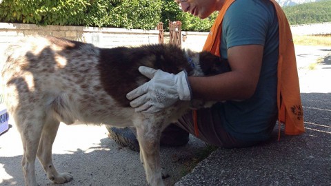 Terremoto, Riki e Salvo al sicuro. Ora cercano casa