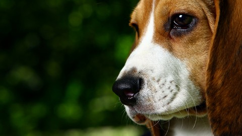 Ministero proroga ordinanza incolumit&agrave; pubblica per aggressione cani