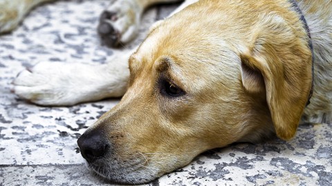 Investe cane e scappa: identificata veterinaria. L'Ordine chiarisca ora!