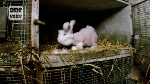 Lana d'angora. Una crudelt&agrave; praticata anche in Europa.