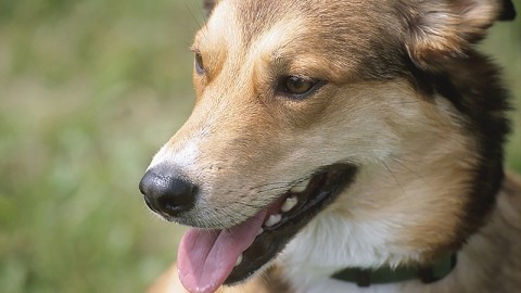 Lodi, vittoria! Illegittimo vietare accesso cani a giardini pubblici