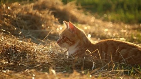 Come i gatti conquistarono il mondo (e qualche nave vichinga) – Le Scienze