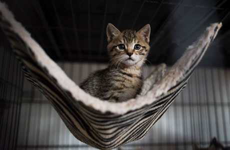Come i gatti conquistarono il mondo (e qualche nave vichinga)