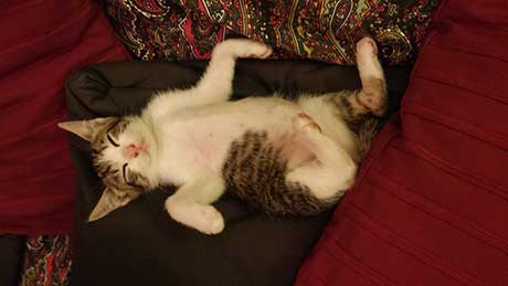 Come i gatti conquistarono il mondo (e qualche nave vichinga)