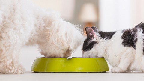 Secco o umido, come scegliere il cibo per cani e gatti – LifeGate