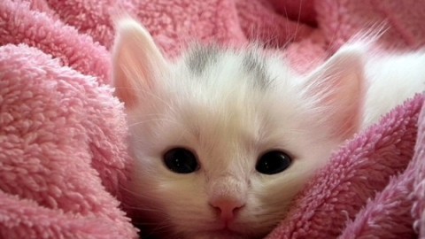 Expofelina: appuntamento nel weekend per ammirare i gatti più belli … – MBnews