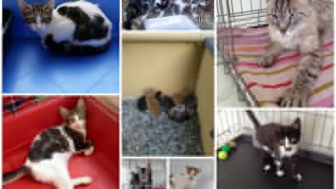 Sanremo: è allarme gattini abbandonati e randagi, l'appello di Enpa … – SanremoNews.it