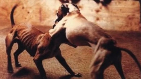 Cani contro bimbi, dopo Mascalucia, Aci S.Antonio – SiciliaInformazioni.com