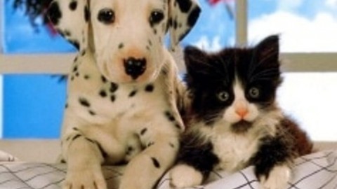1^ Festa degli Adottanti di cani e gatti con Enpa a Parco Fornaci – VicenzaToday