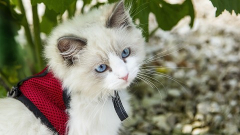 Pettorine per gatti: come si mette e si abbina al guinzaglio – BuzzNews – Buzznews portale di notizie