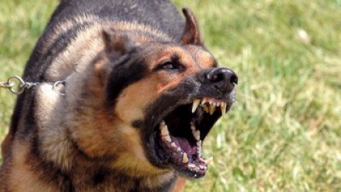Branco di cani feroci: aggredito pastore, uccise 4 pecore – Cronache Maceratesi (Registrazione)
