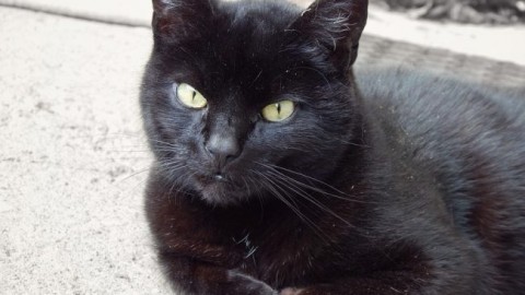 Non è vero che i gatti neri siano presagi di sventure – Cronache Maceratesi (Registrazione)