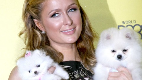 Paris Hilton ha un nuovo, e piccolissimo, cane – GreenStyle