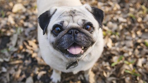 Segnali di aggressività del cane – Petpassion.tv