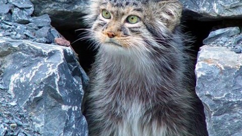 Una riserva per il «gatto più peloso del mondo» – Vanity Fair.it
