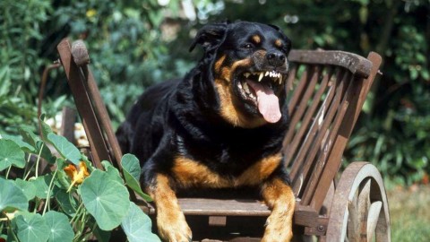 Azzannato dai cani nel Pescarese, muore bimbo di un anno e mezzo – TGCOM