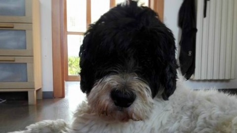 Libri: 'E' solo un cane (dicono)', ma che male fa quando se ne va – Il Fatto Quotidiano