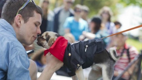 Salute, i baci dei cani sono pericolosi? “La loro bocca contiene … – Il Fatto Quotidiano