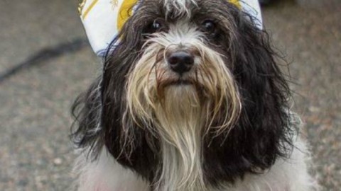 Tompkins Square Dog parade, la grande tristezza: come ti vesto il … – Il Fatto Quotidiano