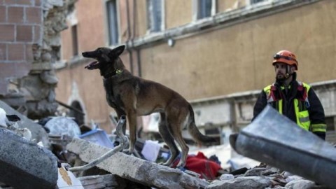 Gatti e cani sentono l'arrivo dei terremoti, ecco perché – Blasting News