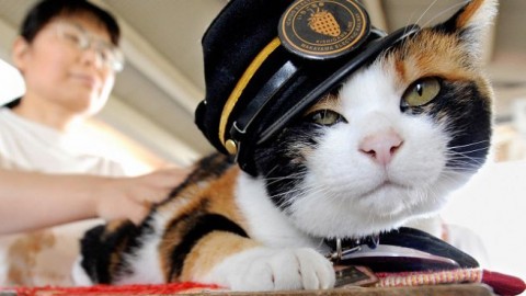Trasportare cani e gatti in treno, come fare – Travelblog.it (Blog)