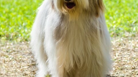Quanto costano i cani di razza? Ecco la verità! – 105.net