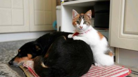 Quando fido ha il diabete, cani e gatti obesi e sedentari quelli più a … – Adnkronos