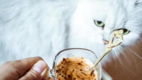 Dove rilassarsi con il proprio gatto: 15 Cat Café a Milano, Parigi … – Affaritaliani.it
